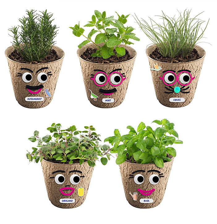 DIY Eco Grass Head Planting Kit