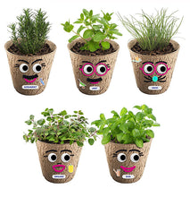 DIY ECO Grass Head Planting Kit