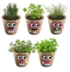 DIY Eco Grass Head Planting Kit