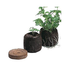 DIY Grass Head Jar Planting Kit