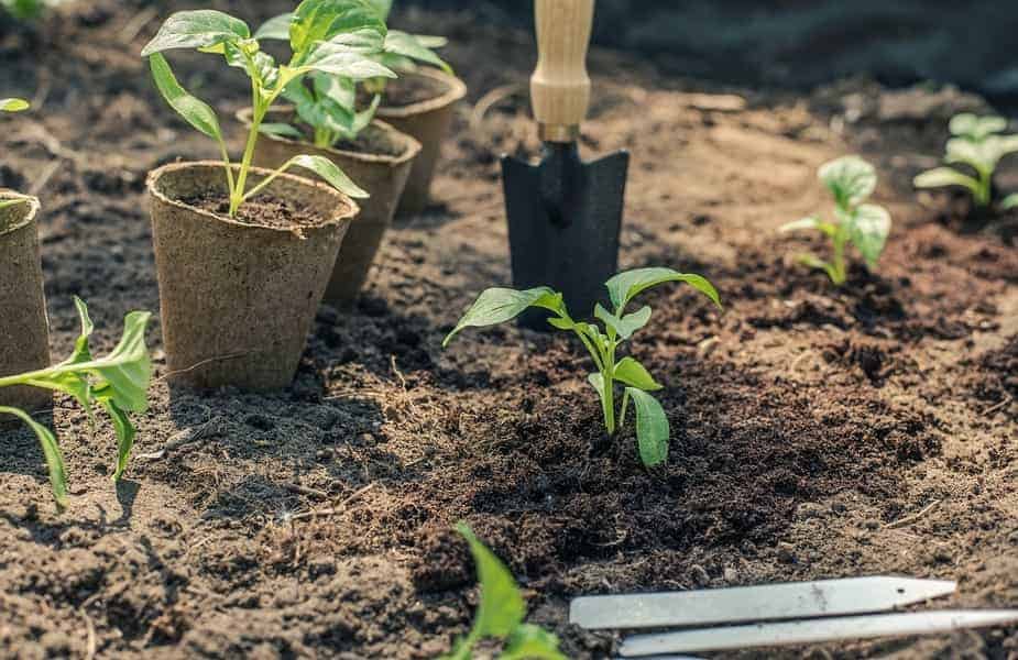 DIY Eco Grass Head Planting Kit